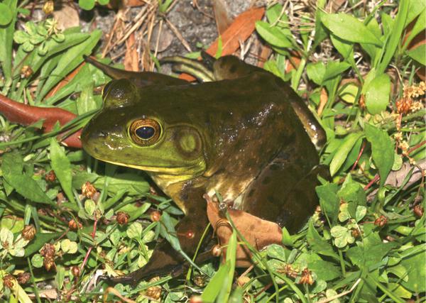 A brown and green frog sitting among vegetation.